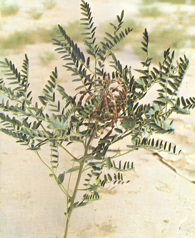 Shaanxi Baisfu plant extract  White crystal powder Pure Natural Organic Sophoridine/ Allomatrine/SOP CAS No.: 6882-68-4/ 83148-91-8 meidical grade for anti-tumor treatment