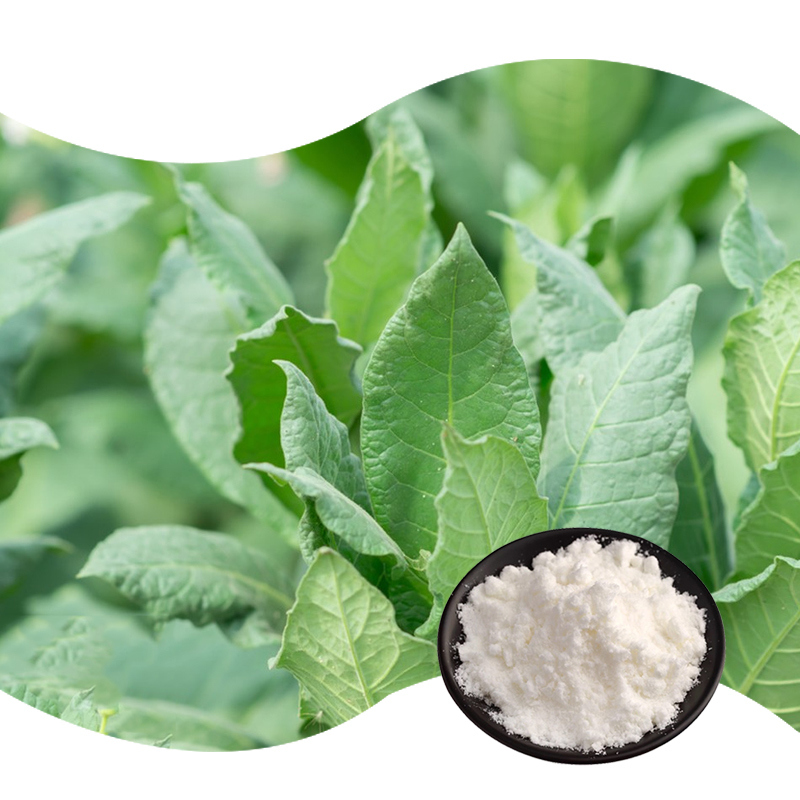 Baisfu  Hot Selling Natural Solanesol 98% Tobacco Leaf Extract Solanesol Extract Powder CAS 13190-97-1 used in Daliy Products